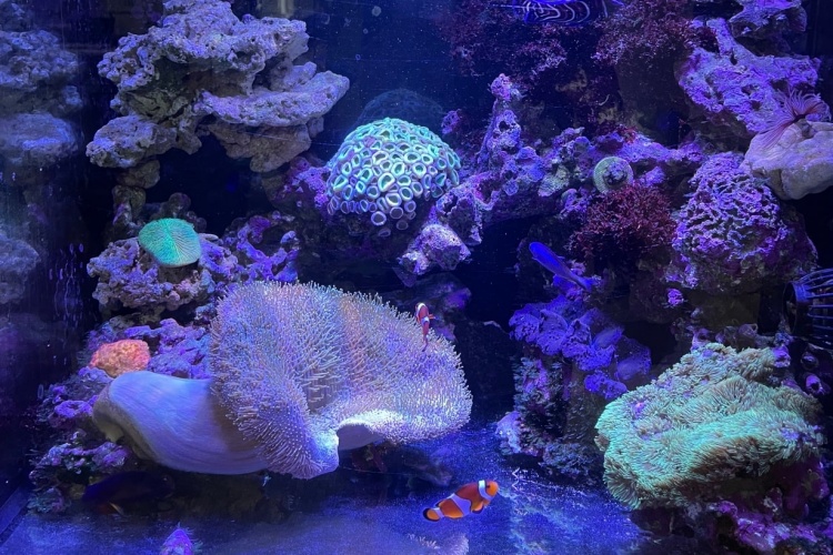 マイホーム水族館