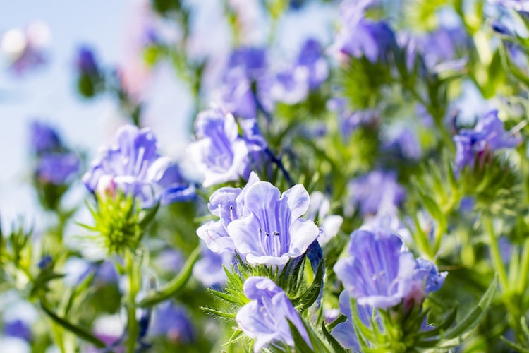 なぜ植物に光が必要なの？ 光合成の仕組みとは？