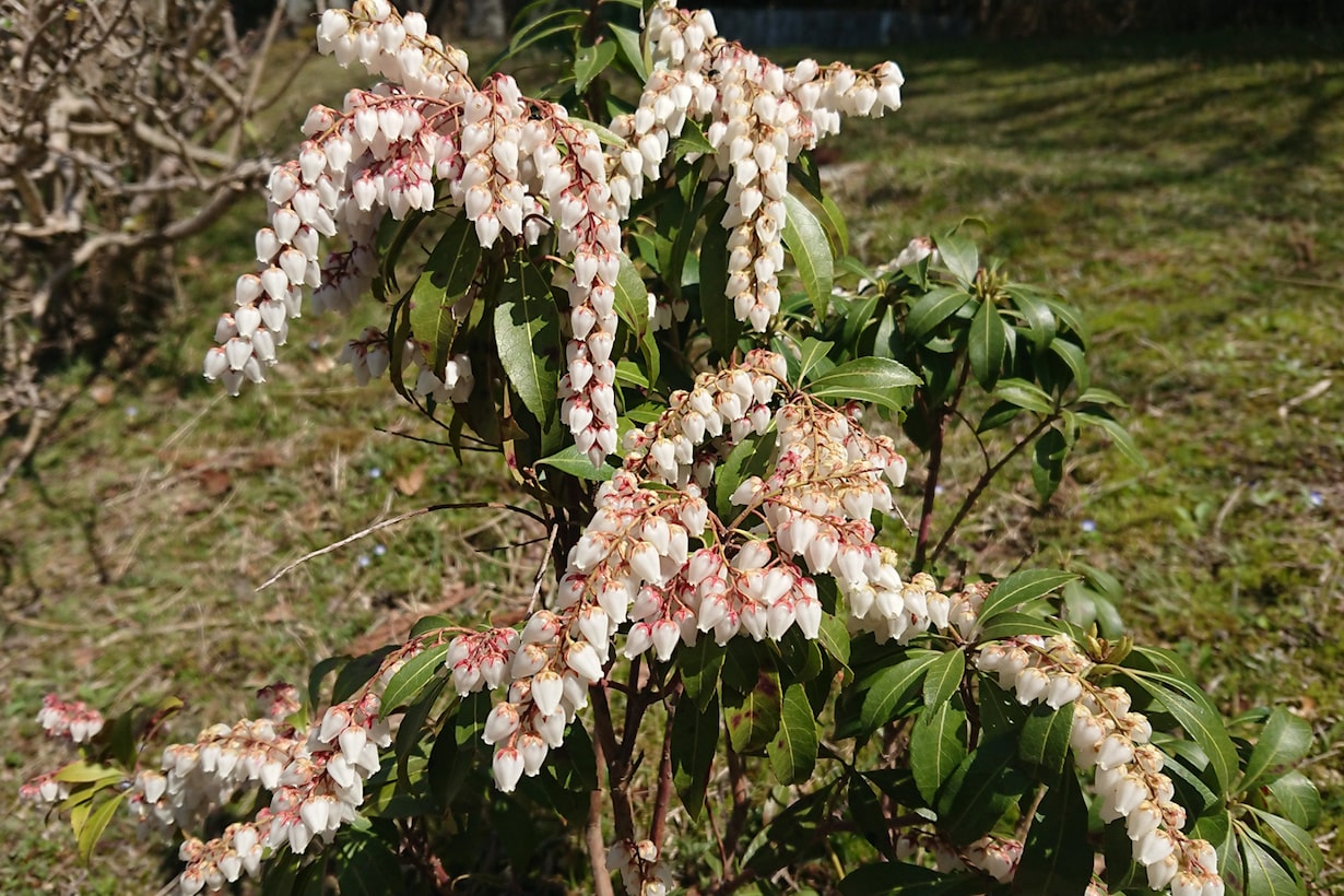 アセビの育て方｜必要な肥料や剪定の時期なども解説します