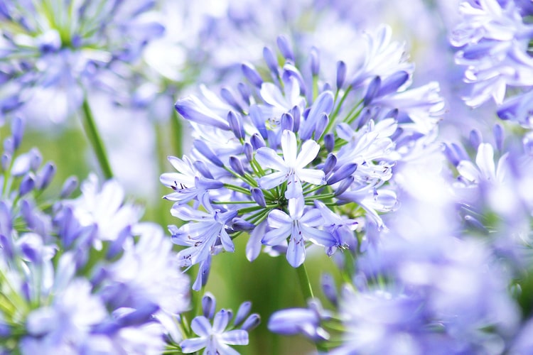 アガパンサス（プラエコクス）の育て方｜花言葉や株分けのコツも解説