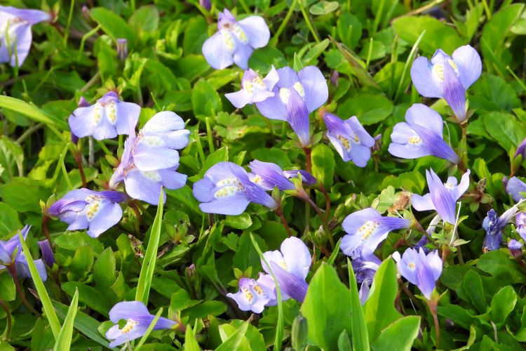 サギゴケの育て方｜お庭のグランドカバーに