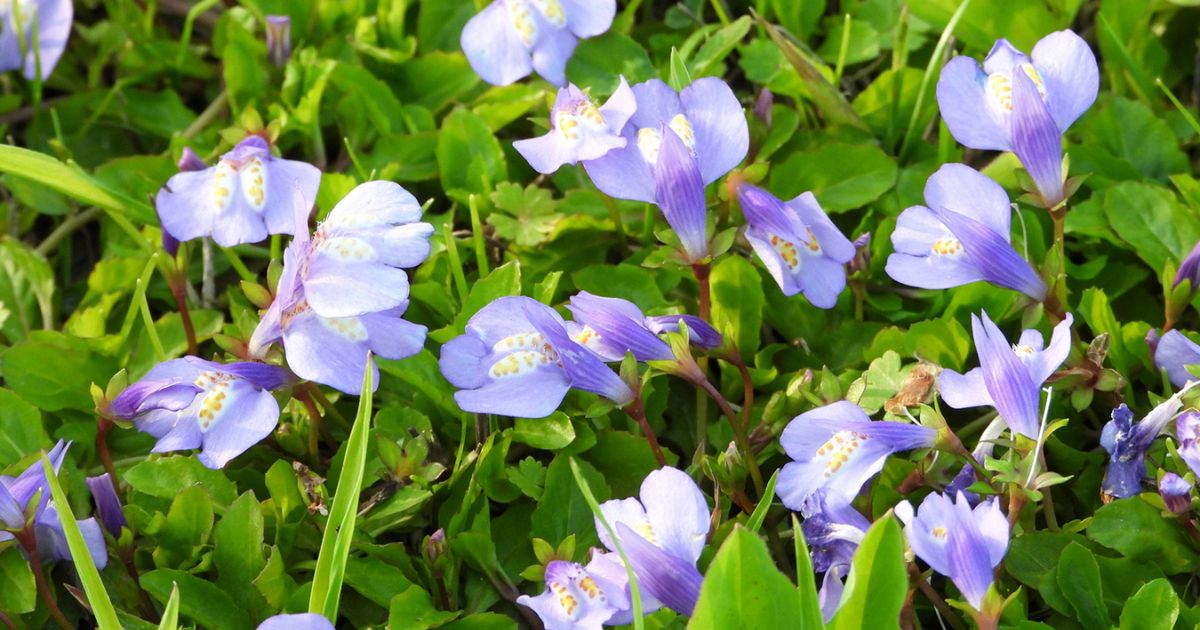 サギゴケの育て方 お庭のグランドカバーに となりのカインズさん