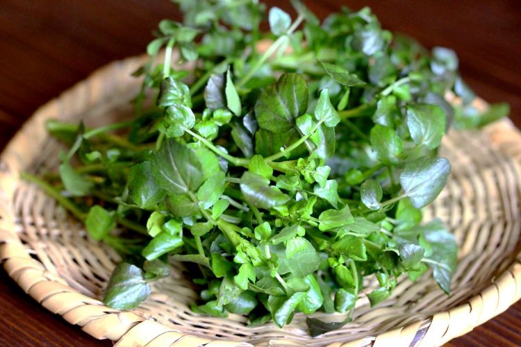 クレソンの育て方｜プランター・水耕・地植え栽培のコツを解説