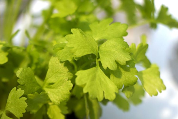 スープセロリの育て方　プランター栽培の方法や必要な肥料、収穫時期などを紹介します