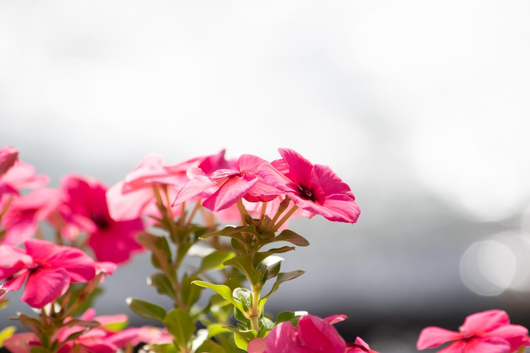 ペチュニアの切り戻し｜いつまでにやる？最適な時期や失敗を防ぐコツ