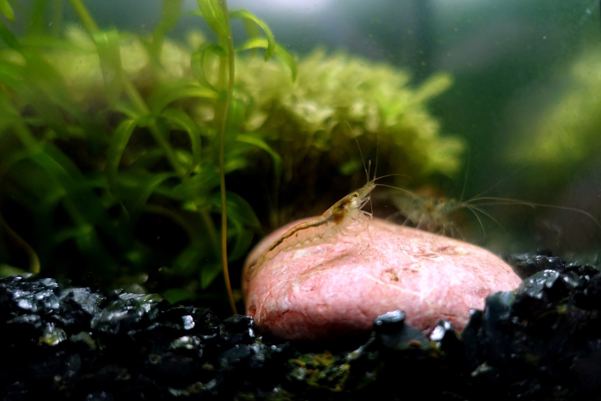 淡水 海水別のエビの飼い方 混泳の相性や繁殖のコツも紹介 となりのカインズさん
