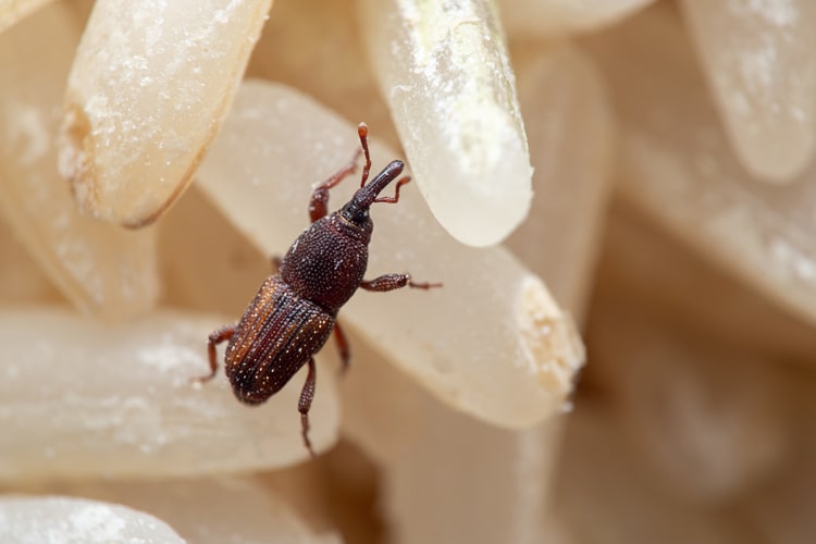 コクゾウムシを寄せ付けない対策と発生した場合の簡単駆除方法