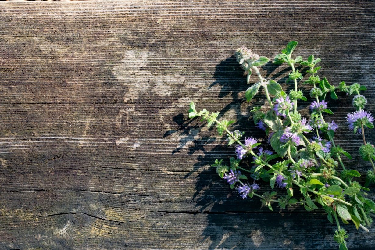 ランナーで増える植物には何がある いちごから多肉植物まで15選 となりのカインズさん ランナーで増える植物には何がある いちごから多肉植物まで15選 となりのカインズさん