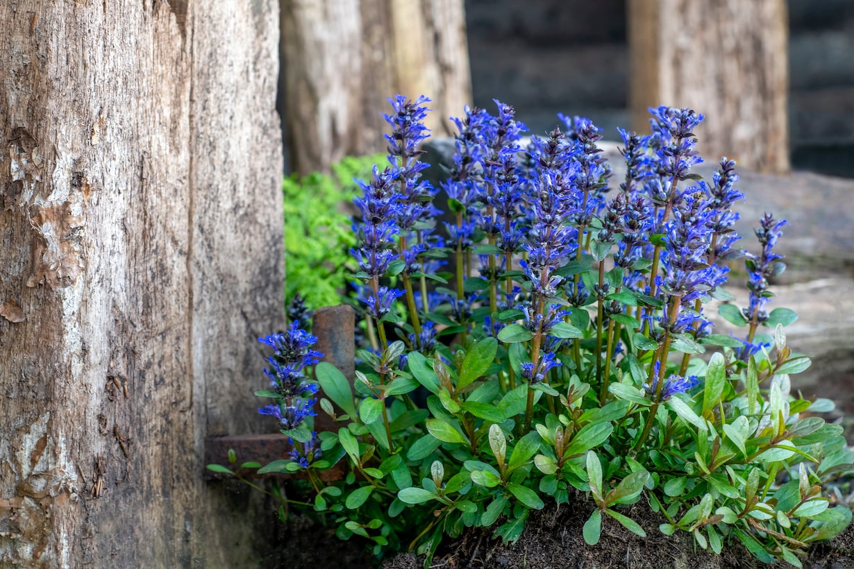 ランナーで増える植物には何がある いちごから多肉植物まで15選 となりのカインズさん ランナーで増える植物には何がある いちごから多肉植物まで15選 となりのカインズさん