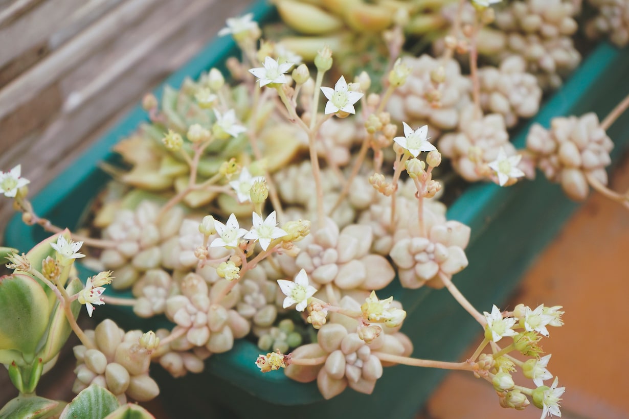 ランナーで増える植物には何がある いちごから多肉植物まで15選 となりのカインズさん ランナーで増える植物には何がある いちごから多肉植物まで15選 となりのカインズさん