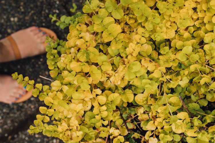 ランナーで増える植物には何がある? いちごから多肉植物まで15選