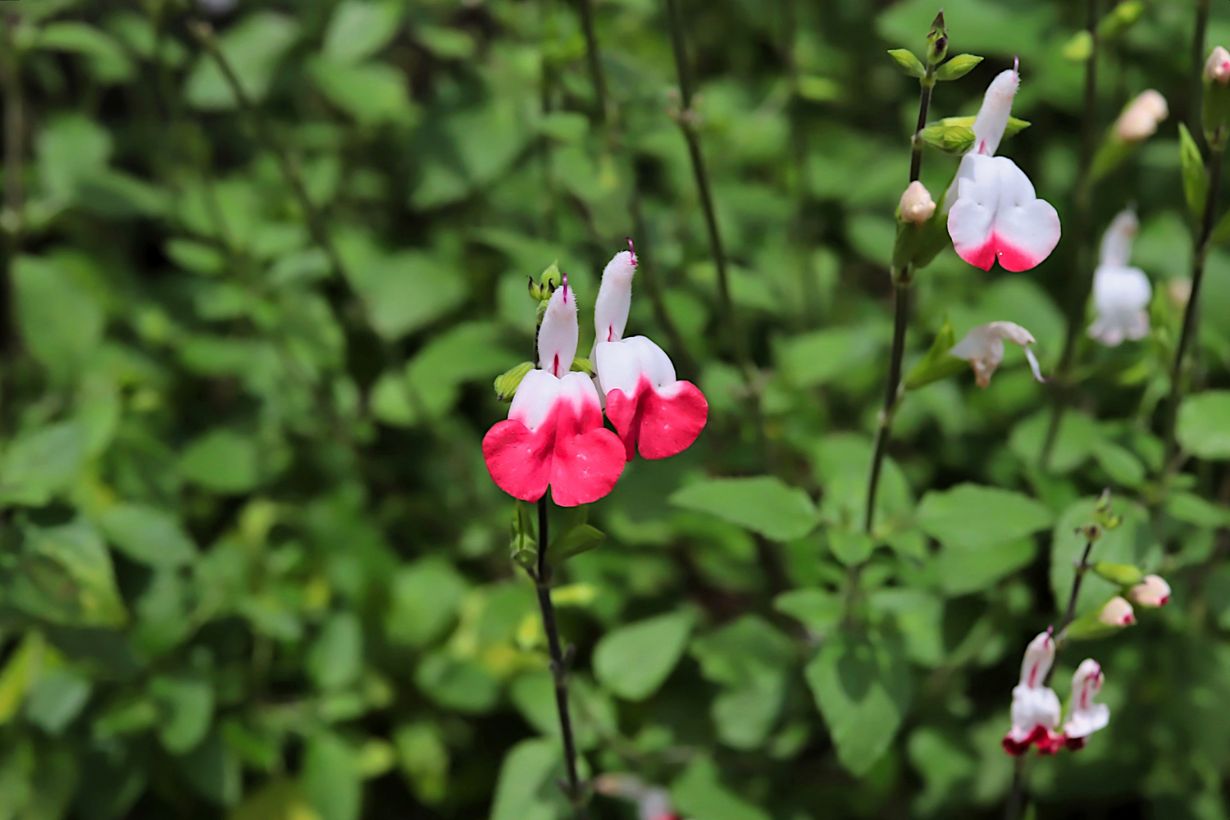 akana チェリーセージ 挿し木苗 チェリーセージ】挿し木の方法 2023