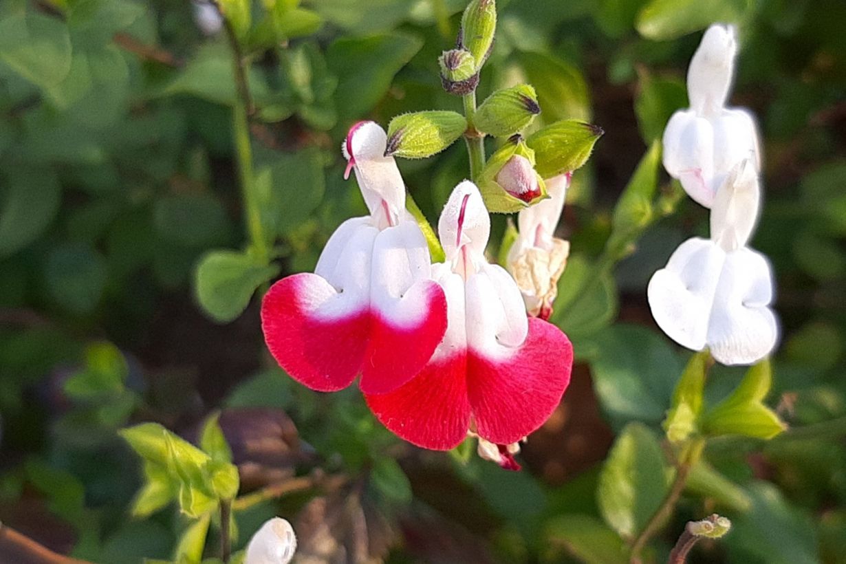 akana チェリーセージ 挿し木苗 akana様専用 チェリーセージ 挿し木苗