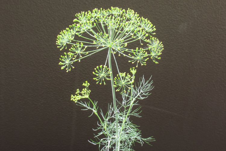 ディルの育て方｜プランター栽培や室内で育てるコツを紹介します