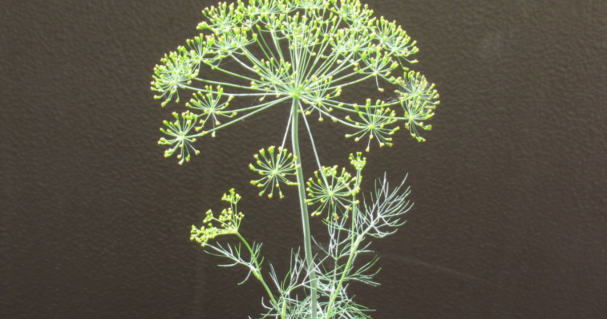 ディルの育て方 プランター栽培の方法や収穫時期などを紹介します となりのカインズさん