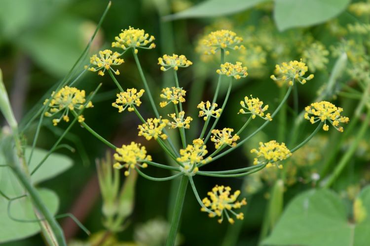 フェンネル（ウイキョウ）の育て方｜種まきのコツやディルとの違いも