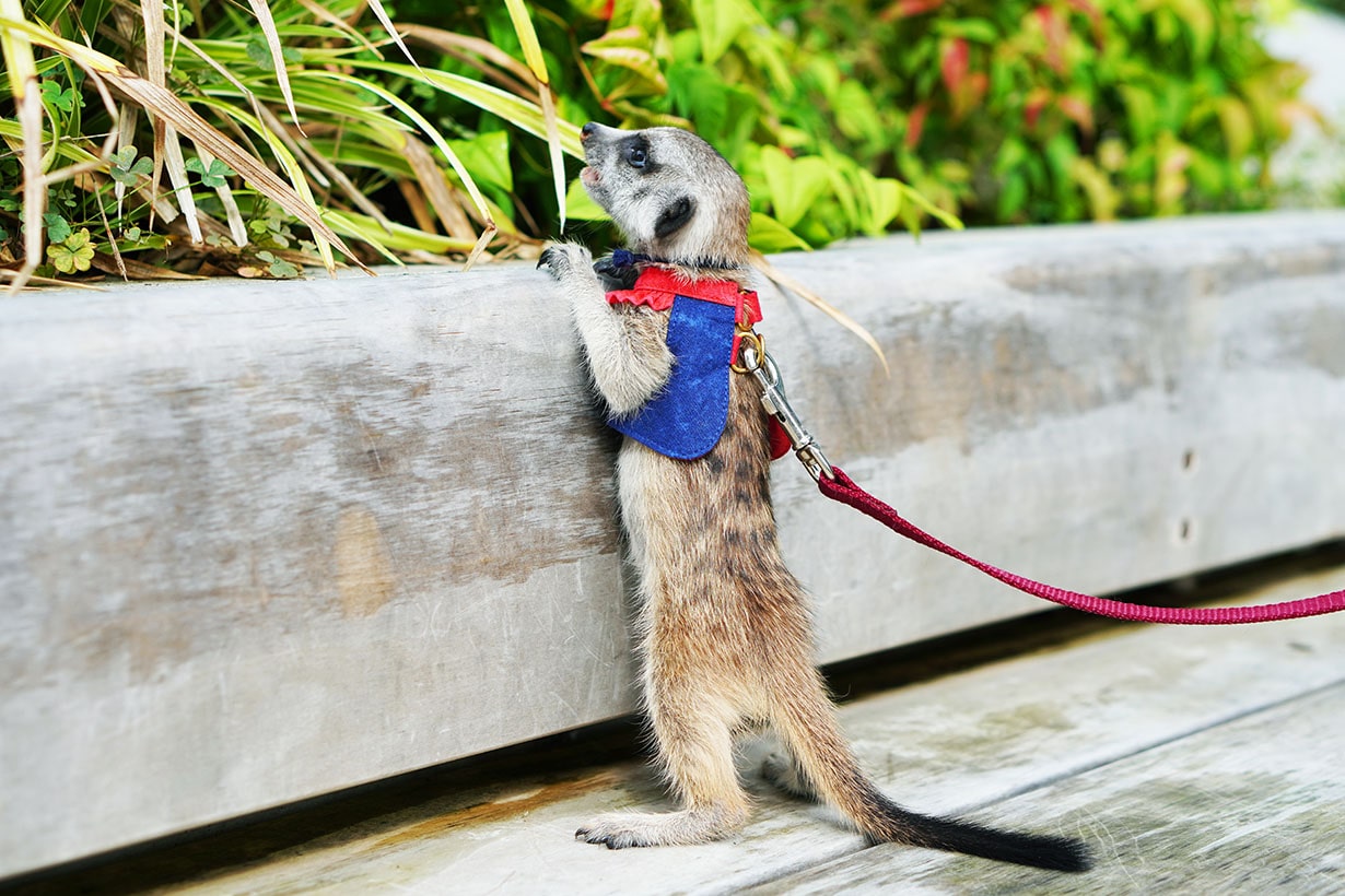 キュート＆ワイルド！ ミーアキャットの上手な飼い方と注意点を