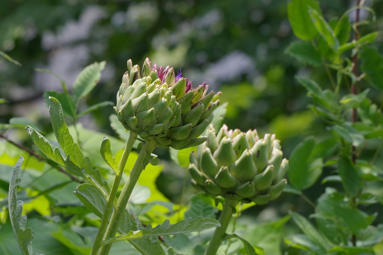 アーティチョークの育て方 栽培 収穫の方法を詳しく解説します となりのカインズさん