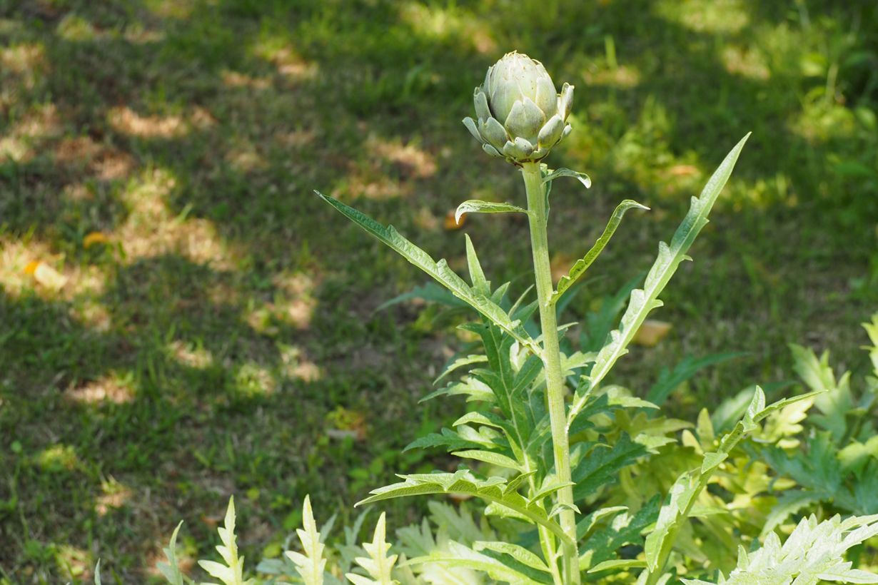 アーティチョーク ナチュラボ リーフレット