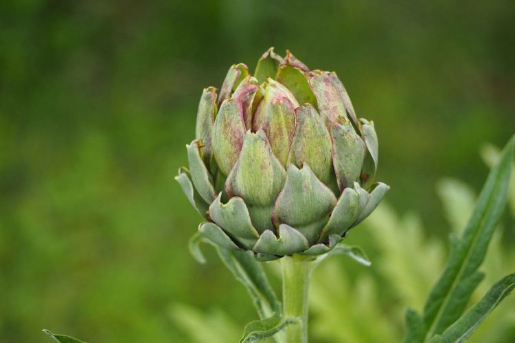 アーティチョークの育て方｜花の特徴や種から育てるコツを解説します