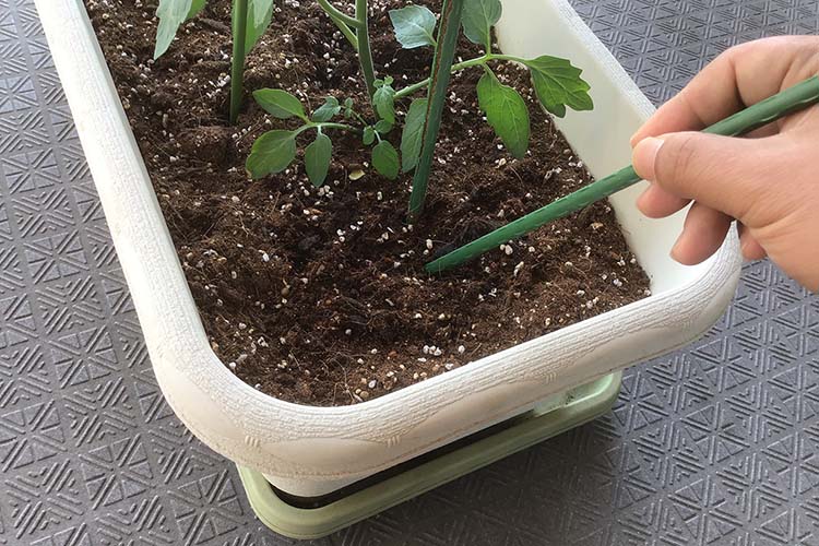 家庭菜園の支柱の立て方を初心者向けに解説！用意するものから台風対策まで