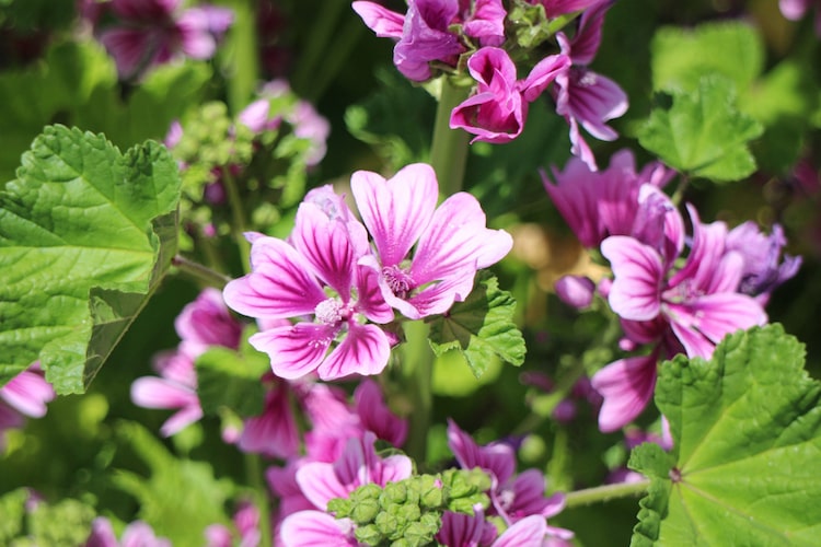 マロウの育て方　日当たりや肥料、植え付けの方法などを解説します