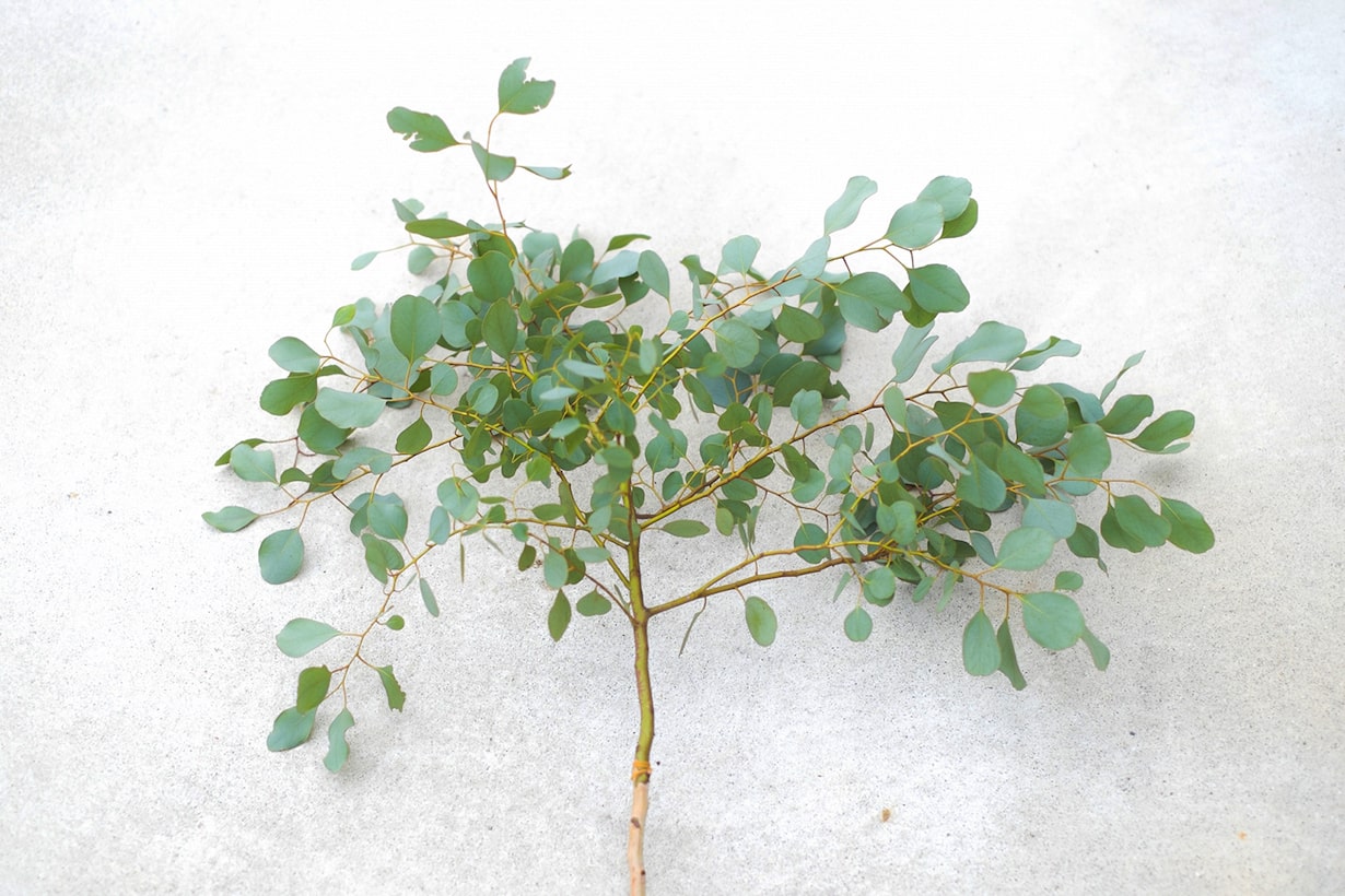 1. 咳を治療する