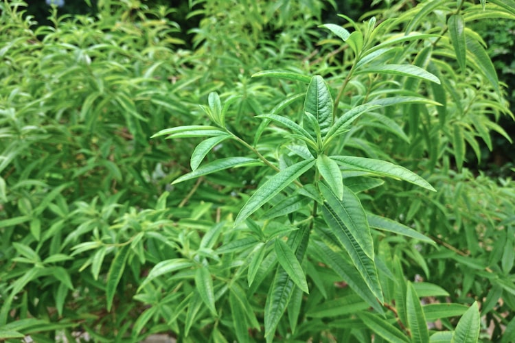 レモンバーベナの育て方　鉢植えで育てる方法や肥料、収穫方法などを紹介します