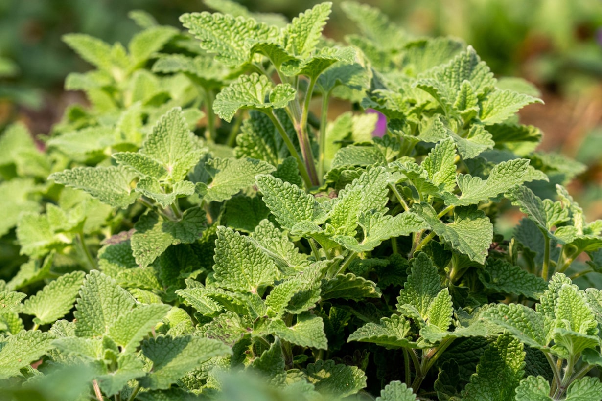 キャットニップの育て方｜猫が好きな理由や花の特徴も紹介します