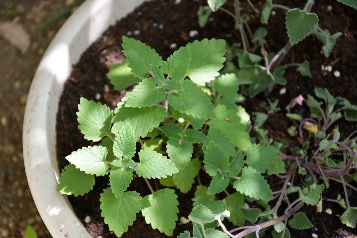 キャットニップの育て方 種から育てる方法や冬場の水やりの方法など紹介します となりのカインズさん