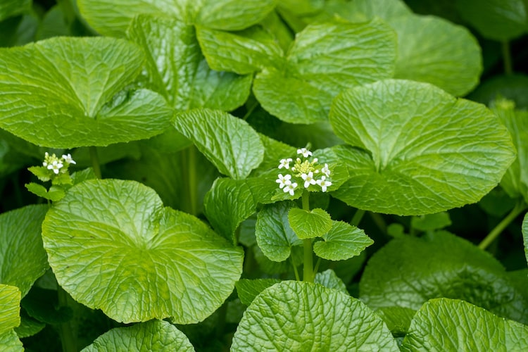 日本古来の「和ハーブ」とは？ 豊富な種類を紹介します