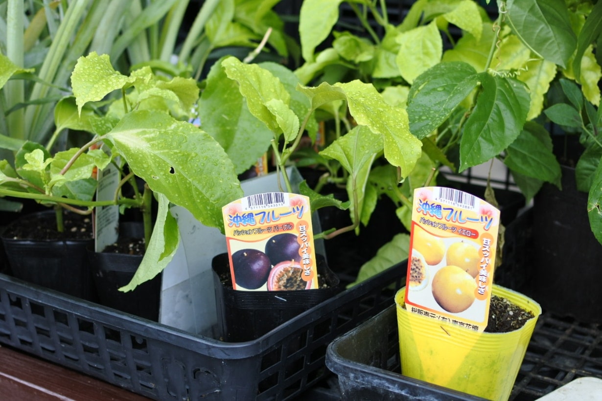 食べられる商店街への道 沖縄のグリーンゲリラ多発地帯 となりのカインズさん