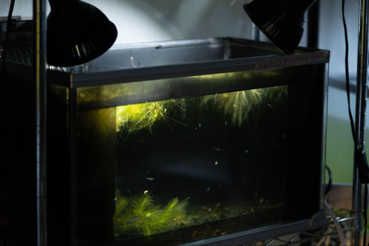 初心者向け メダカの飼い方 室内 屋内の育て方の違いも解説 となりのカインズさん