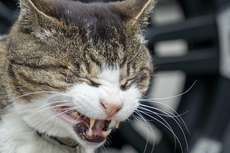 元気そうな猫がくしゃみをするのは病気？ 獣医師が原因と見分け方を解説