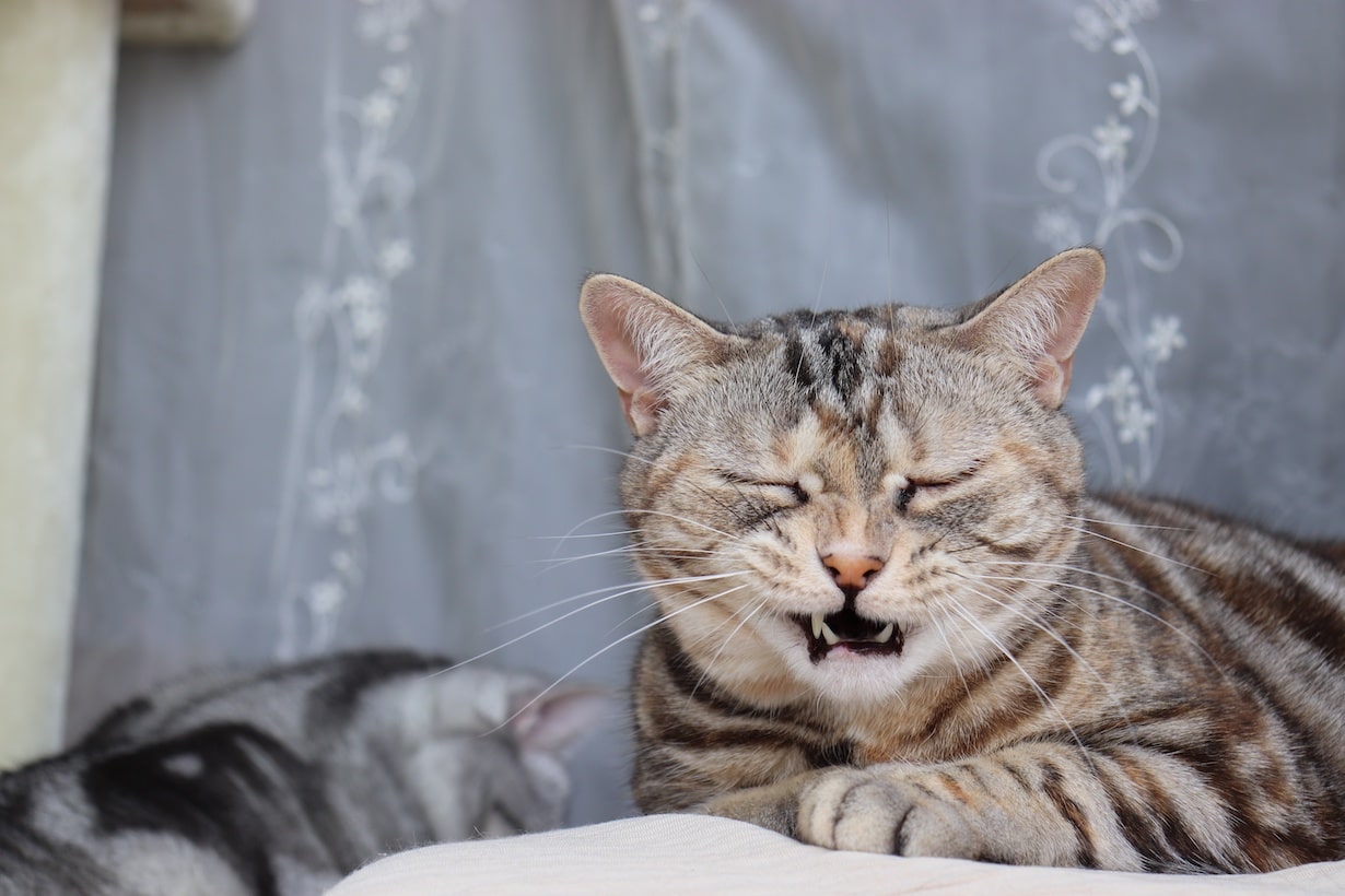 猫や子猫のくしゃみ