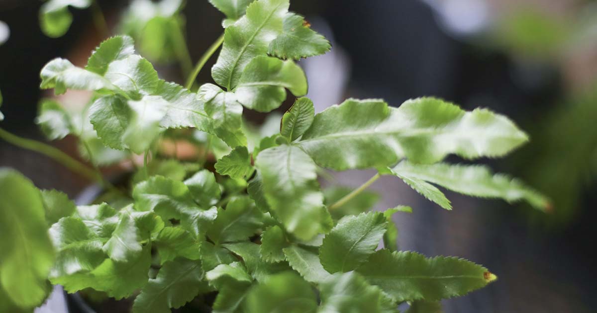 プテリスの育て方 観葉植物として人気の高いシダ植物の栽培方法を紹介します となりのカインズさん