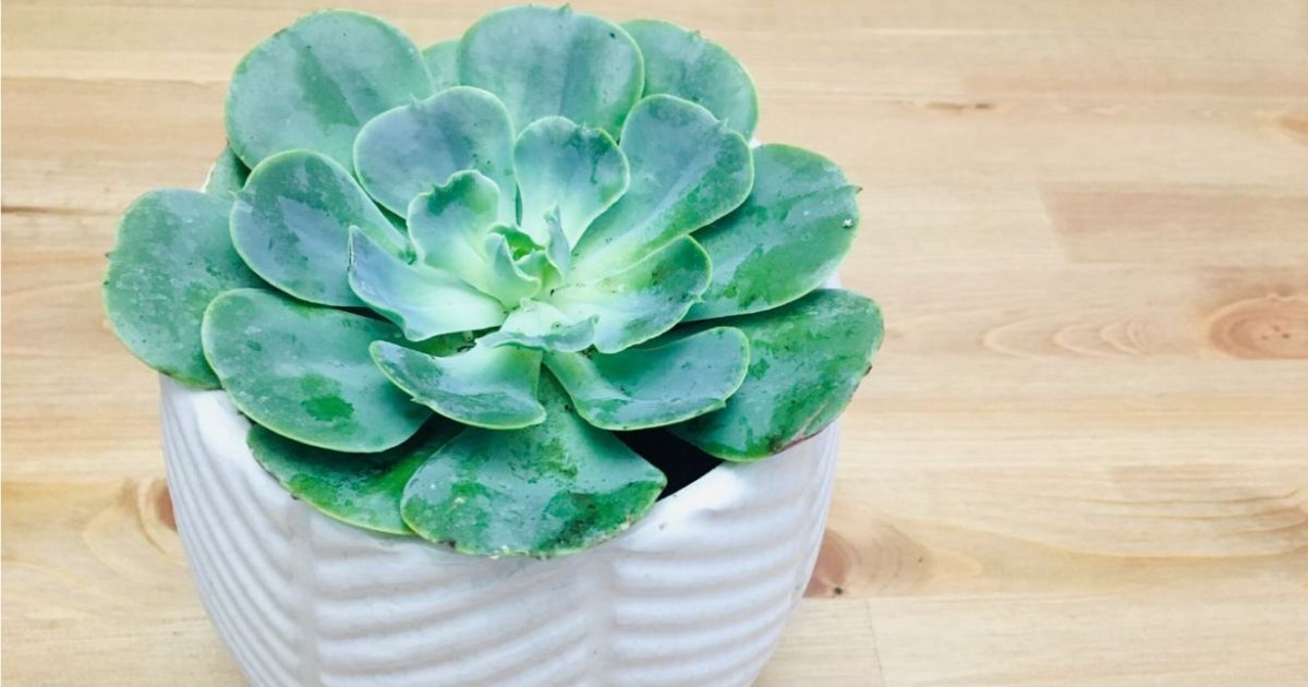 アエオニウムの育て方 冬に強い多肉植物の栽培に適した温度や環境を
