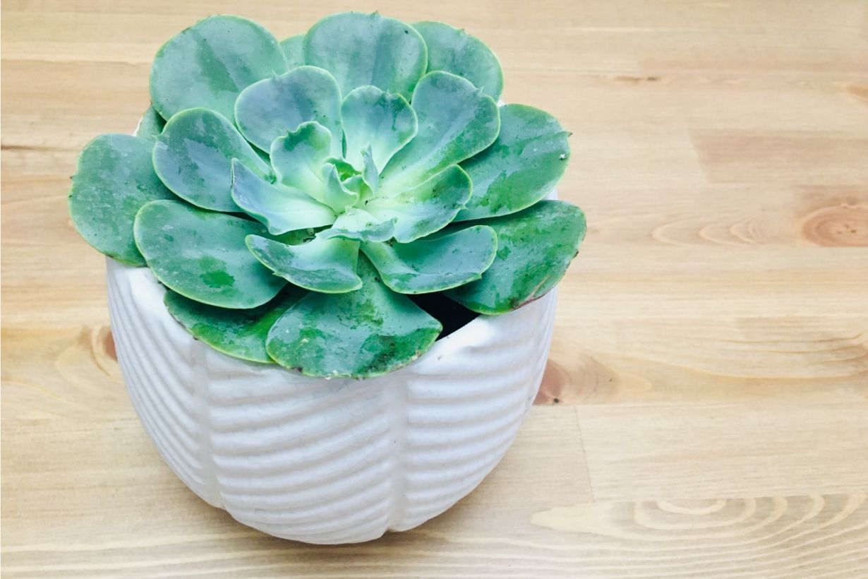アエオニウムの育て方 冬に強い多肉植物の栽培に適した温度や環境を