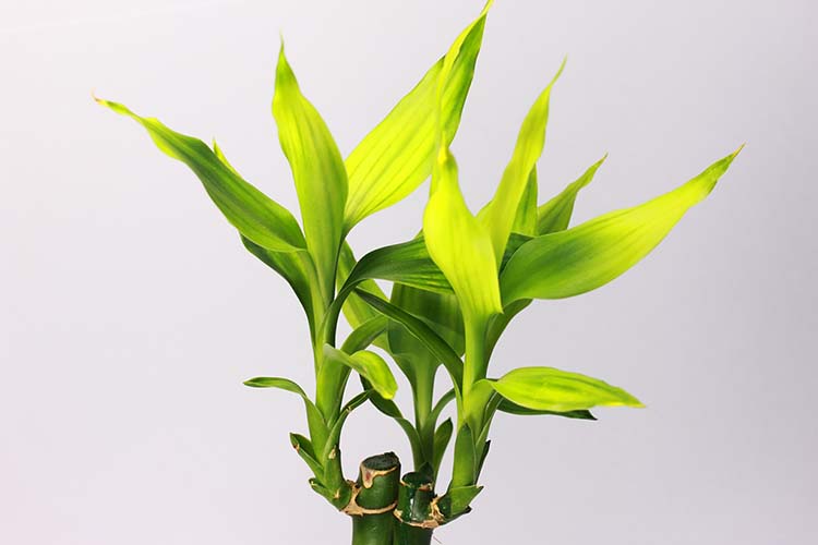 ミリオンバンブーの育て方　観葉植物として人気の「開運竹」の栽培方法を紹介します