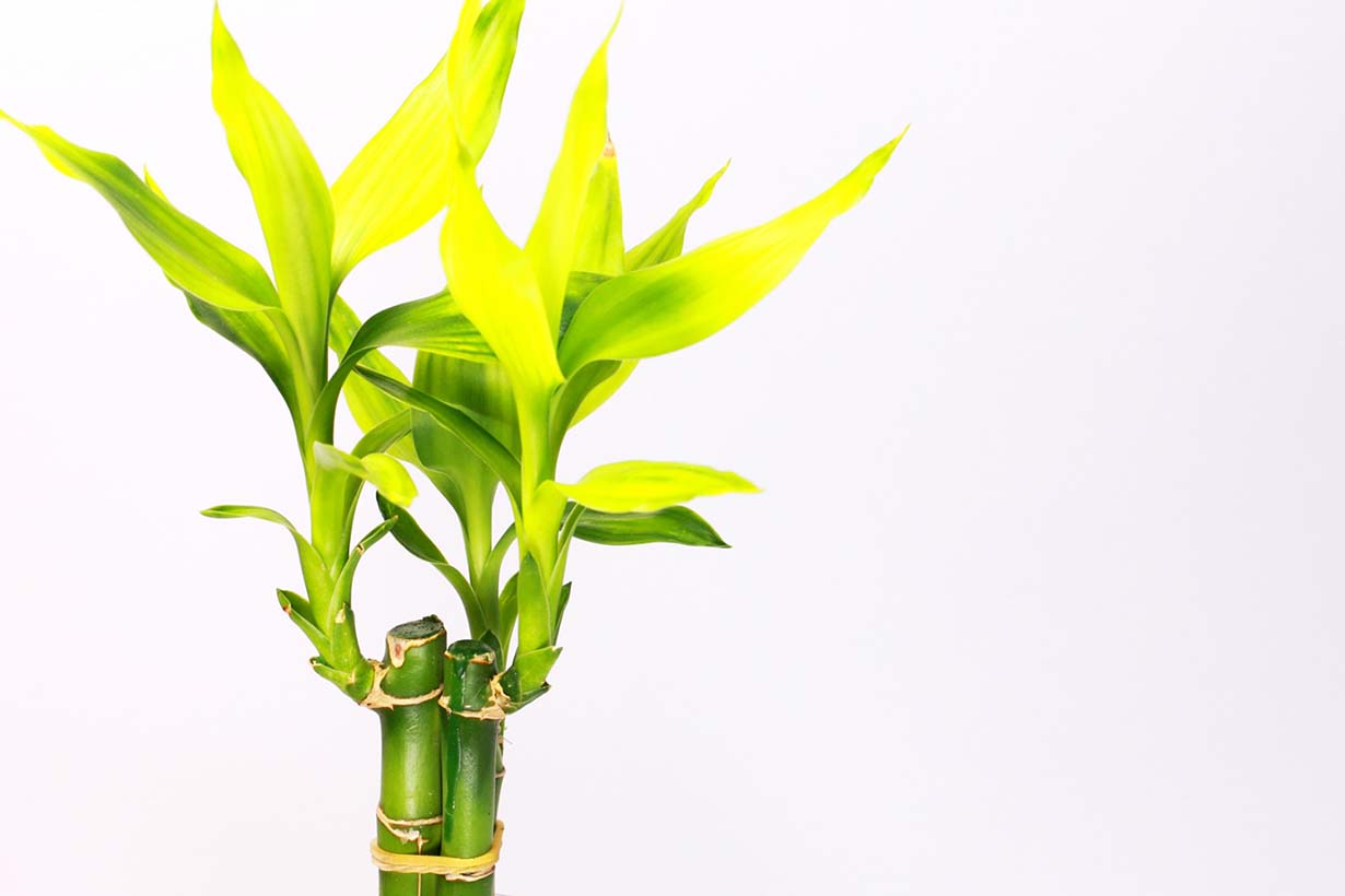 ミリオンバンブーご確認用 確認用 ミリオンバンブー水栽培