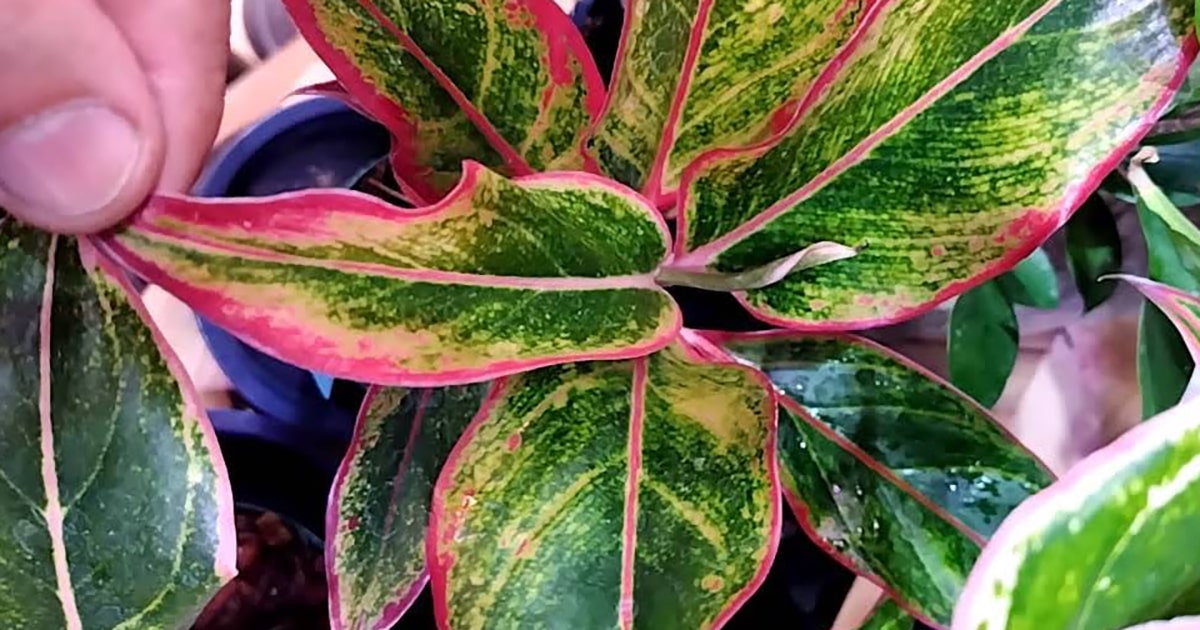 アグラオネマの育て方｜室内での管理の方法などを紹介します | となり  