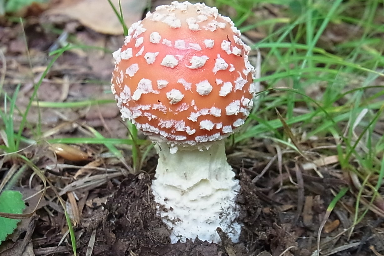 日本唯一の「きのこライター」が語る、果てしないきのこへの愛。毒