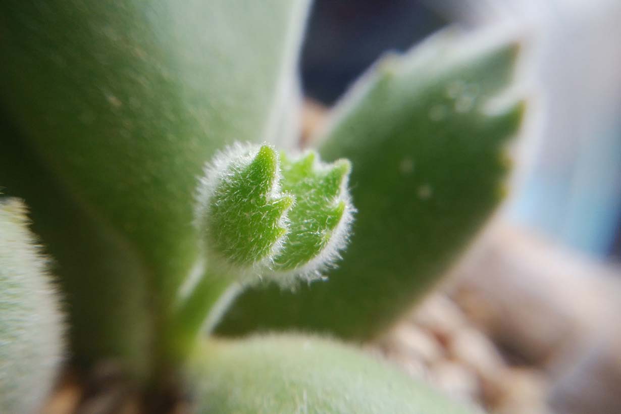 熊童子 くまどうじ の育て方 栽培に適した環境や風通し 肥料などを解説します となりのカインズさん