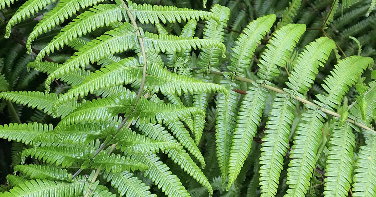 タマシダの育て方 品種や気温ごとの栽培のコツを紹介 となりのカインズさん