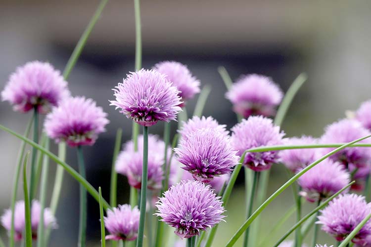 チャイブの育て方　料理の薬味になる香りのよいハーブの栽培方法を紹介します