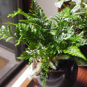 シマオオタニワタリの育て方 栽培する環境や肥料 手入れの方法などを紹介します となりのカインズさん