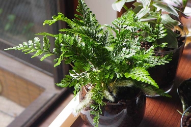 リュウビンタイの育て方｜栽培する環境や温度管理、肥料などについて