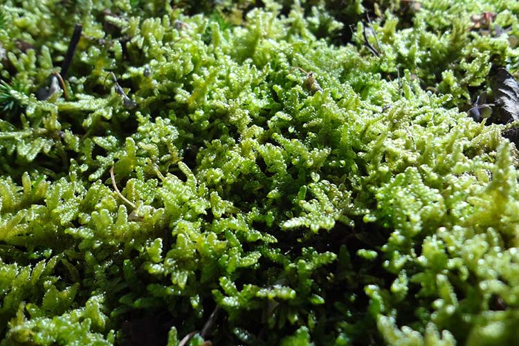 ハイゴケの育て方｜増やし方やテラリウムのコツも初心者向けに解説！