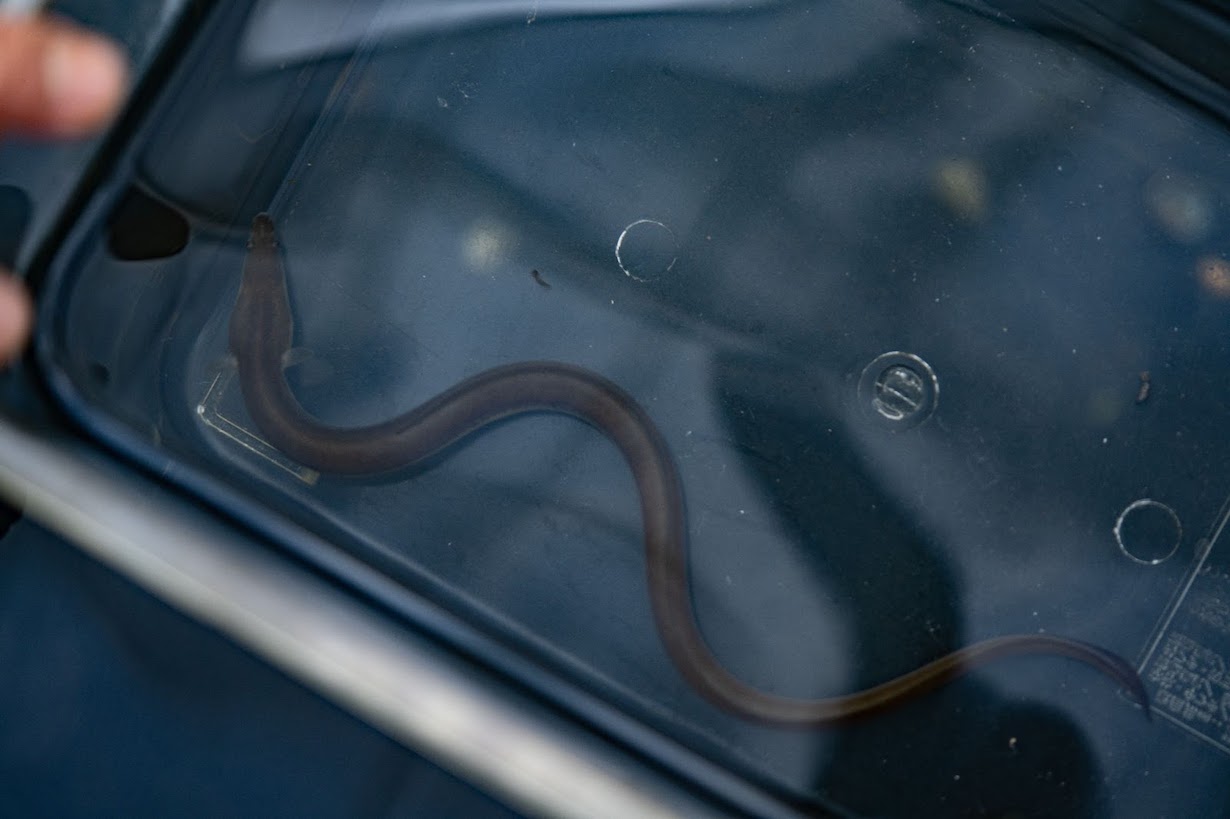 ウナギって飼えるの 食べるだけじゃないウナギの楽しみ方をうなとろふぁ むの山崎圭吾が解説 となりのカインズさん
