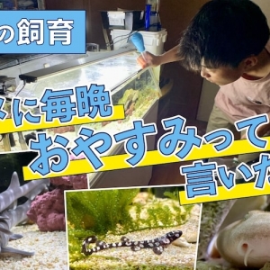 「サメに毎晩おやすみって言いたい」夢を叶えた東大生、 サメの飼育について研究者レベルで語ってくれた 「サメに毎晩おやすみって言いたい」夢を叶えた東大生、 サメの飼育について研究者レベルで語ってくれた